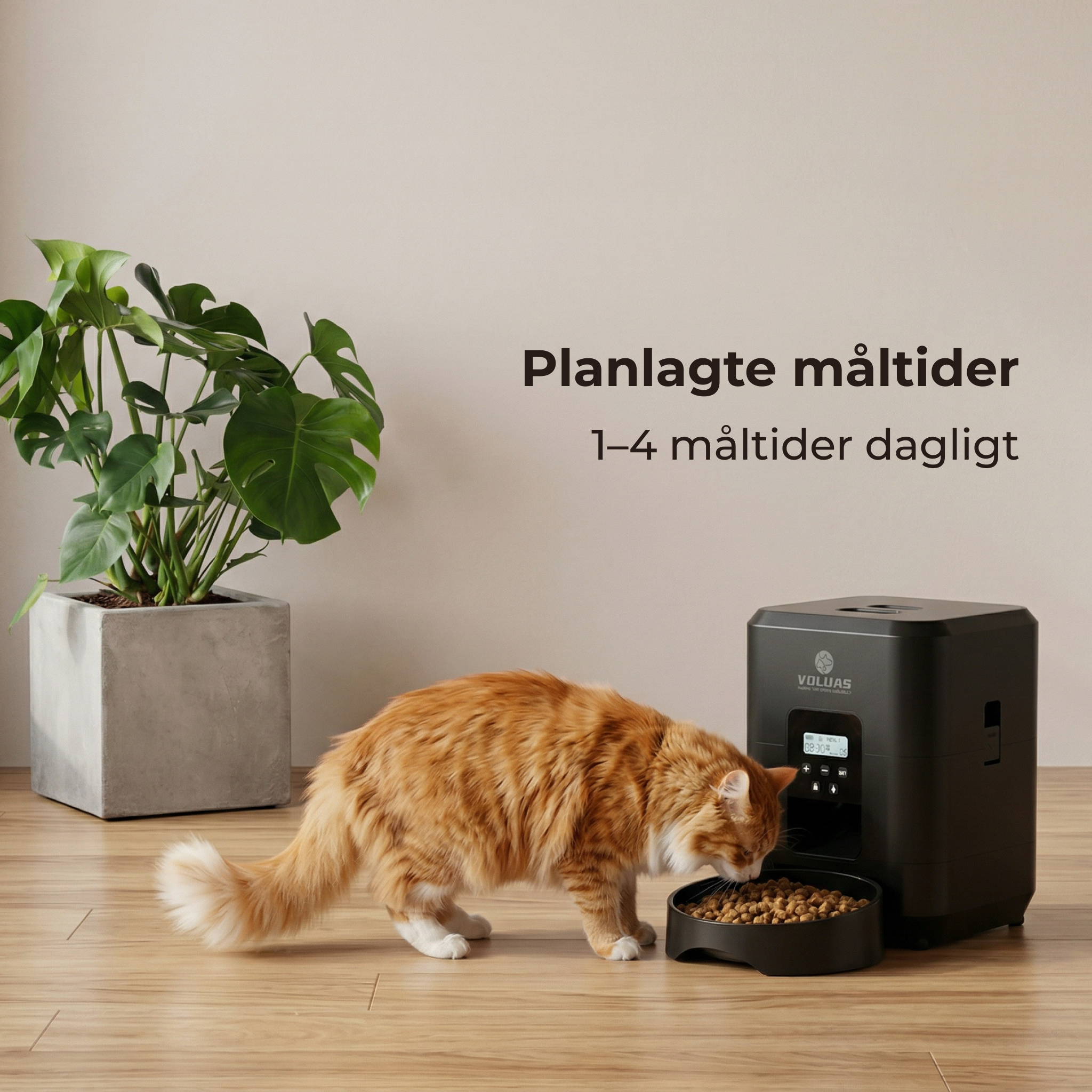 Automatisk foder til Kæledyr